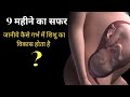 गर्भ में शिशु कैसे बढ़ता है? पूरी जानकारी||Prenatal Development