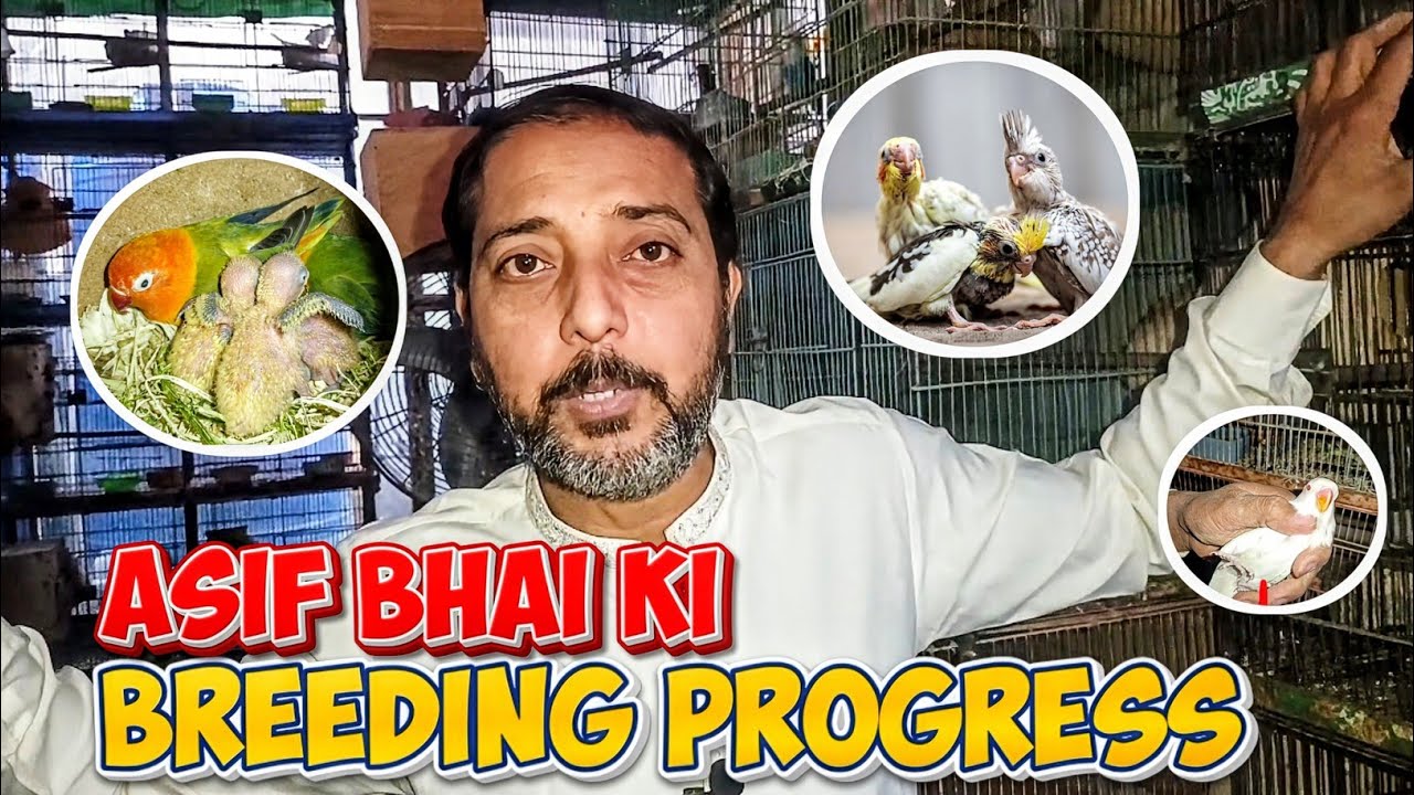 Breeding Progress 2026 | java sparrow |  lovebird | cockatiel parrot | finches