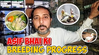 Breeding Progress 2026 | java sparrow |  lovebird | cockatiel parrot | finches Profile
