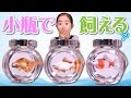 【DIY】リアルな金魚で「瓶詰めあずにゃん」やってみた goldfish Gachapon Capsule Toy ☆ Saaaaaya