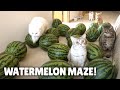 Watermelon Maze Challenge! Can My Cats Escape? | Kittisaurus