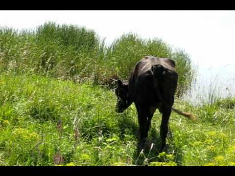 Чорнi вуса 1 Avi