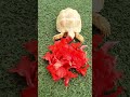 Makan bunga sepatu 🌺 #tortoiselove #sulcataalbino