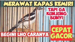 MENGENAL BURUNG KAPASAN KEMIRI DAN CARA MERAWAT BURUNG KAPASAN KEMIRI AGAR CEPAT GACOR