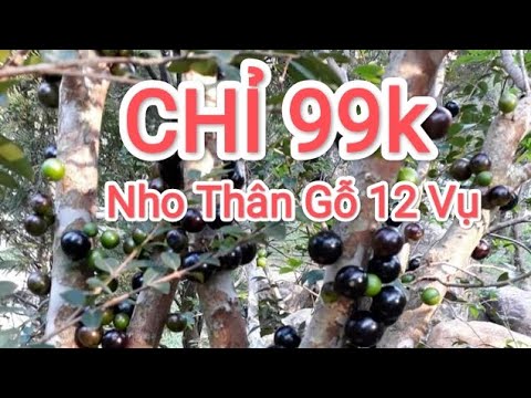 Video Nho Thân Gỗ 12 Vụ 99k Quả Quanh Năm - Cây Nho Thân Gỗ... - youtube