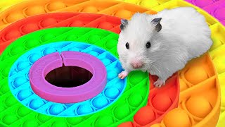 Hamster Escapes the NEW Pop It Maze!