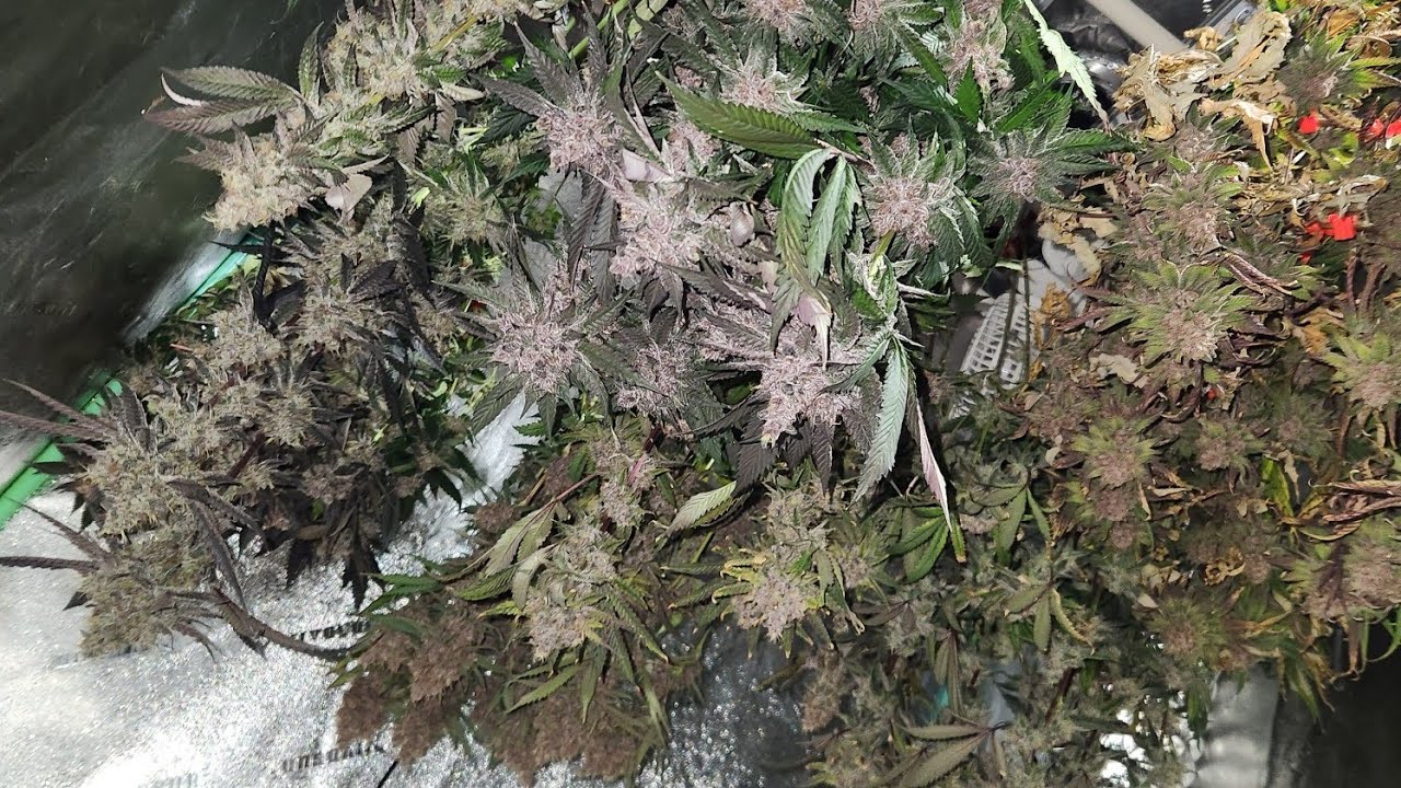 Solfire Gardens Coded Testers: Harvest to Cure + Cross Reveal (Reviews Up Next!)