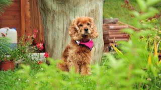 Creating a Relaxing Music Playlist for Your Cocker Spaniel