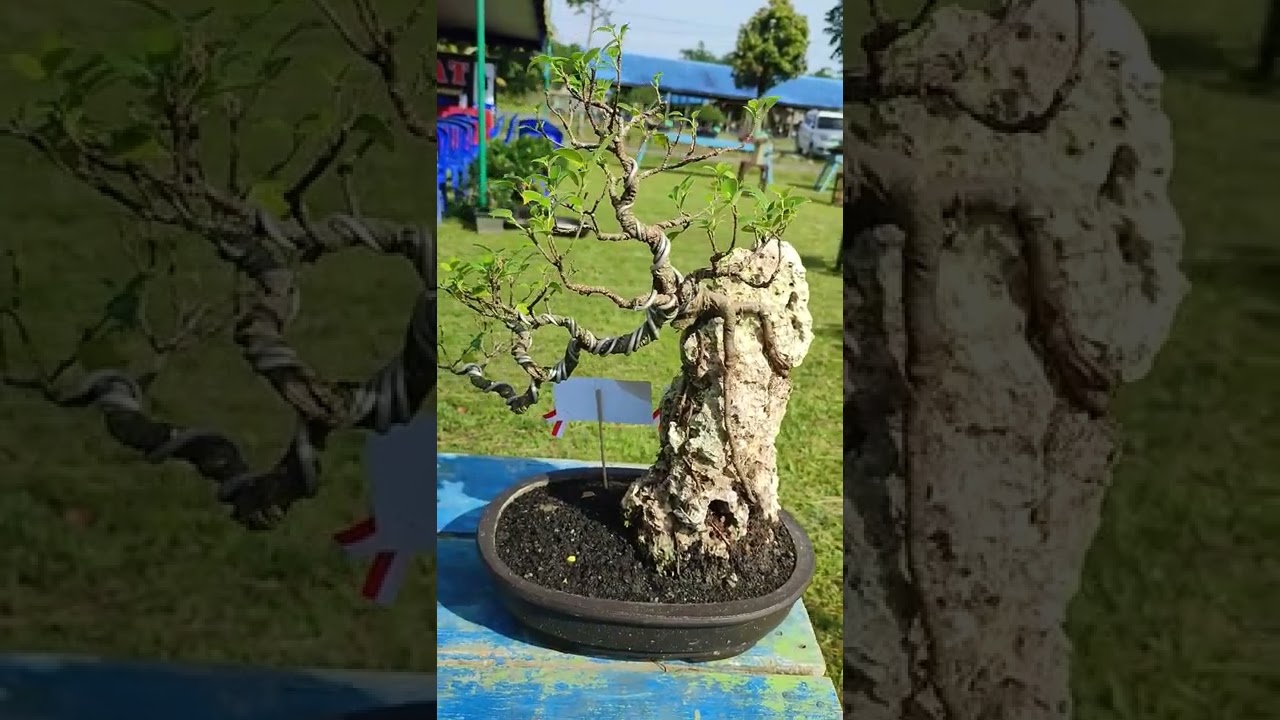 BONSAI DIATAS BATU SUNGGUH MEMPESONA