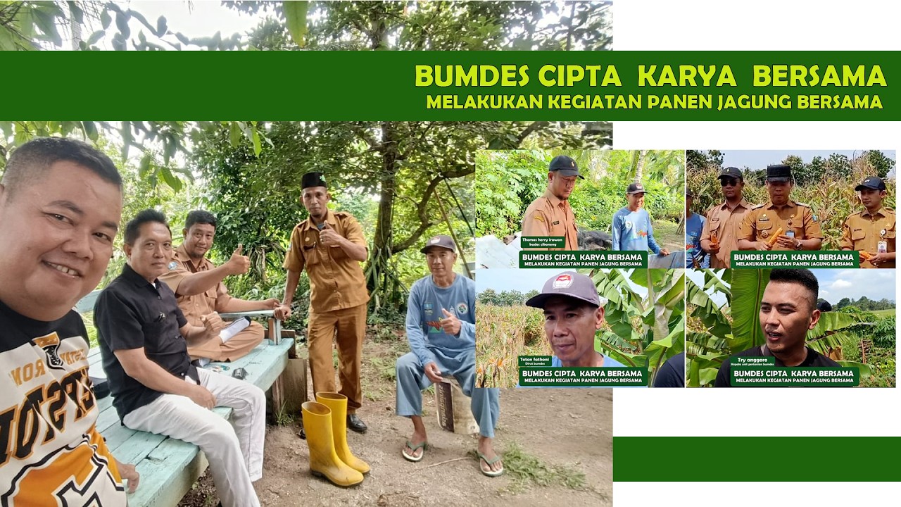 BUMDES CIPTA  KARYA  BERSAMA  MELAKUKAN KEGIATAN PANEN JAGUNG BERSAMA