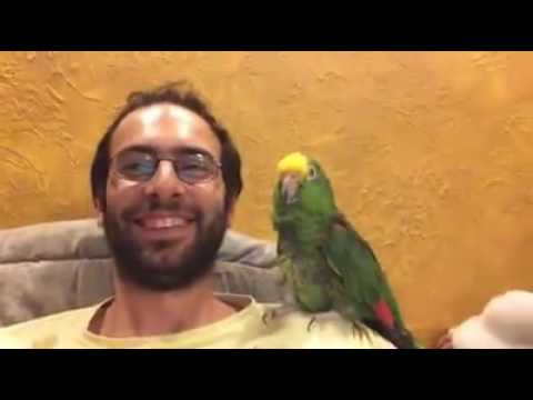 \"ჩემო ციცინათელა\" თუთიყუშის შესრულებით