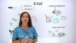 E. Coli Nedir?