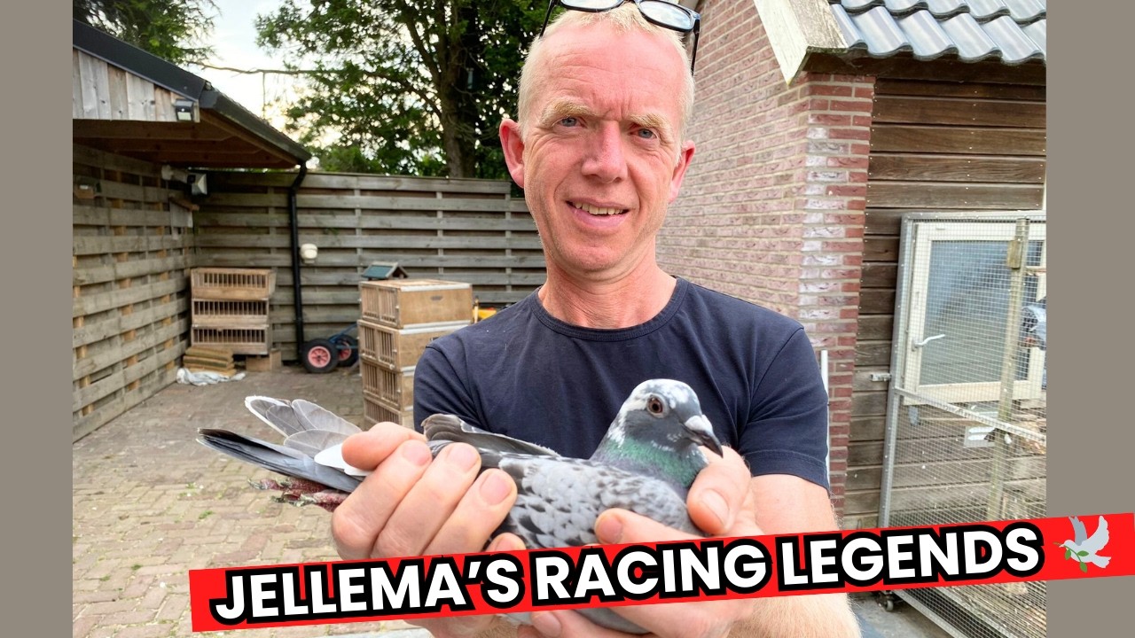 🏆 Jelle Jellema’s Racing Pigeons – Kleine Jade, Naomi, New Rena & Agen Legends