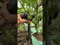 Harvest shiny, tender eggplants in the sunny garden #gardening