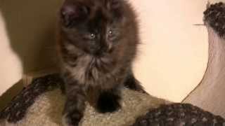 Miot J - Jassmin - 2014 01 22 - Maine Coon ALIBI - http://www.alibi.master.pl