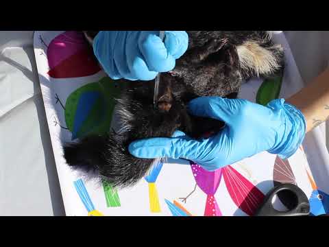 Video: Skunk Tags - Alternativ Visning