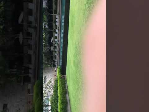 Ultimate Cricket: Attack Of The Killer Mosquitoes - YouTube