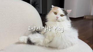 고양이 심쿵 겨울일상😻ㅣ투닥투닥 냥아치 싸움ㅣ눈구경🌨️ㅣcat vlogㅣHappy Snowy day by 라라의 하루 Lala's Haru 2,338 views 1 year ago 7 minutes, 40 seconds