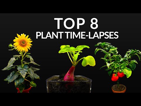 384 Days in 8 Minutes - TOP 8 Plant Growing Time-lapses