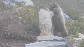 Hoary Marmot Fight, Mt. Rainier