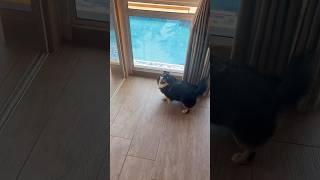 Wait linga guli #lulu #animais #cachorro #pets #gatinho #gato #fofo #funnydogs #cat #dog #puppy #cow