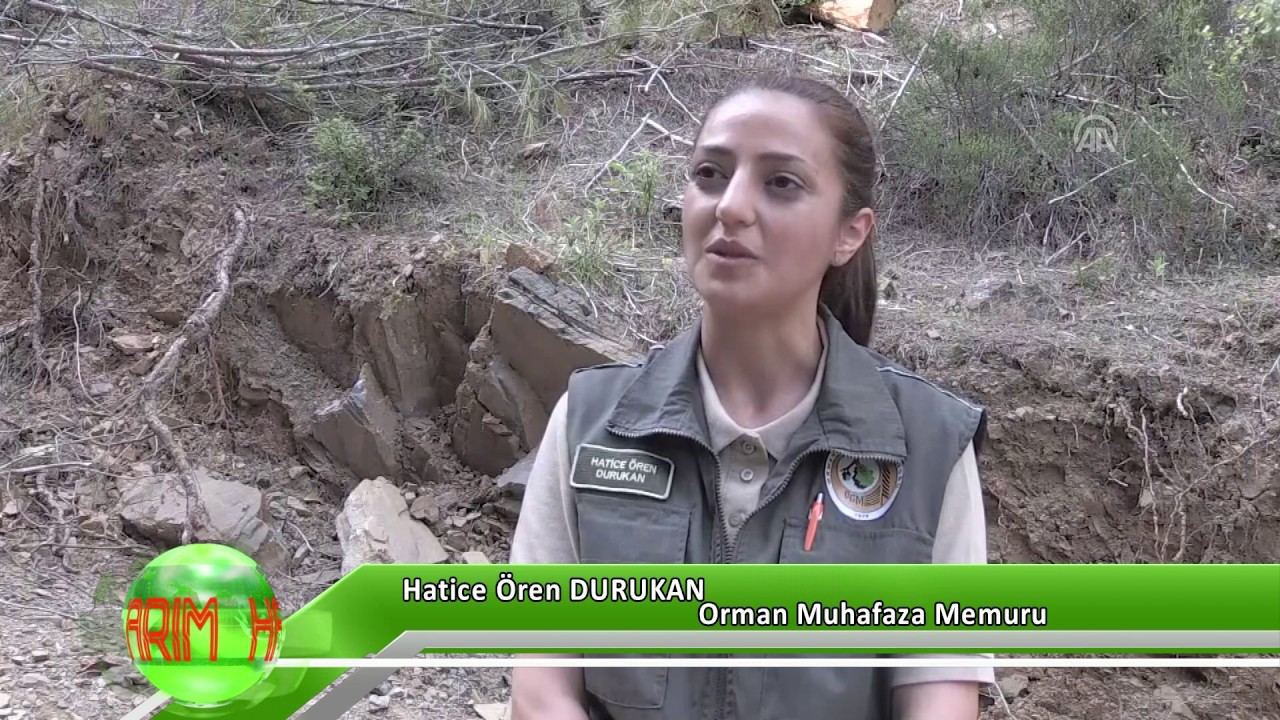Ormancı mesleği: görevleri Ormancı mesleği: görevleri