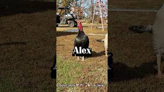 Alex / Alix The Supreme Ruler! 🐔#Backyardchickens #Rooster #chickens #michaelsalerno #hens Wealth
