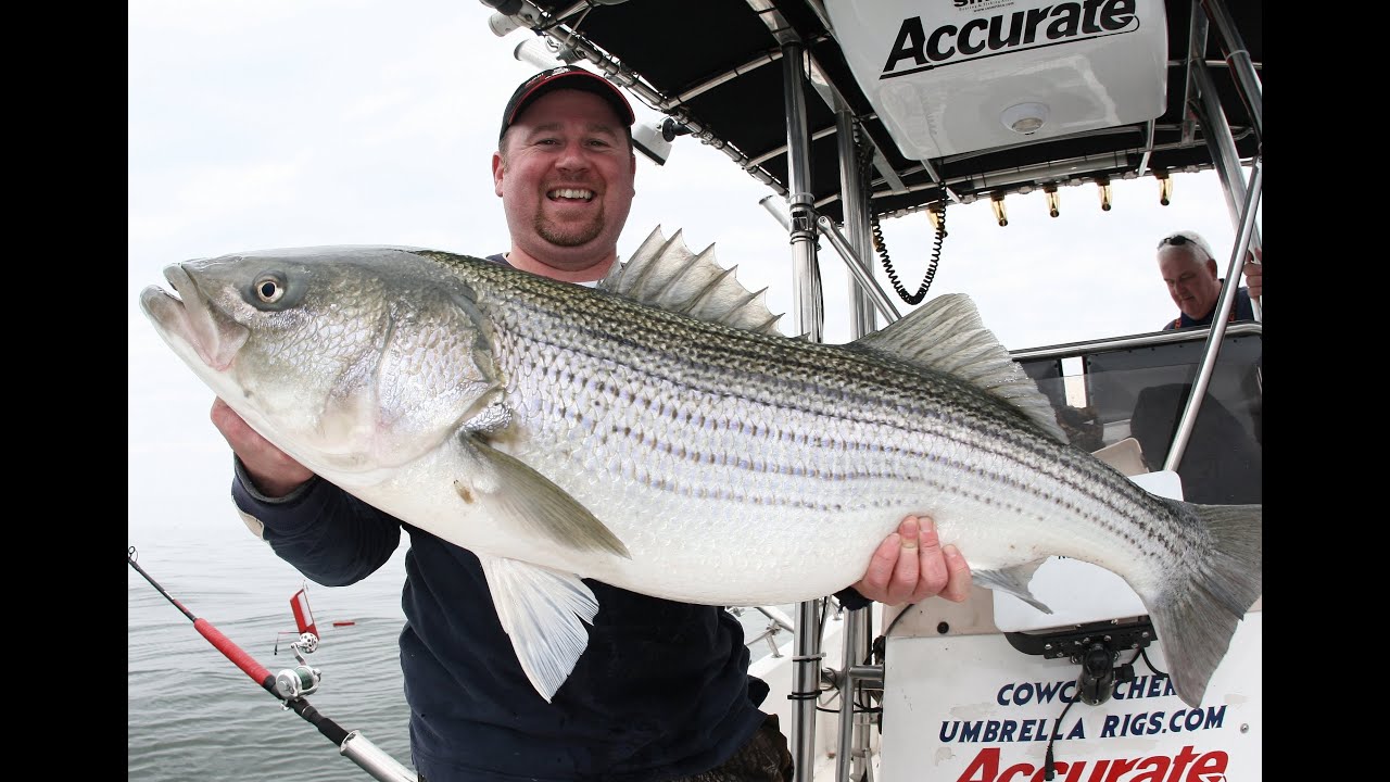 Striped bass, Fresh Water,Umbrella Rig, Basics, Striped Bass- Team Old  School 