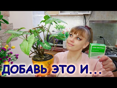 ✔️ Сок АЛОЭ - это мощный биостимулятор роста комнатных цветов / Сок алоэ для комнатных растений