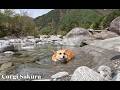 新しいスポットで川遊びを楽しんだコーギー / Exploring and playing in a new river spot!