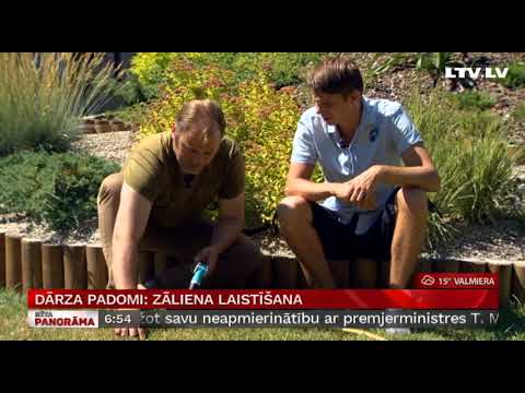 Video: Vai es varu ieklāt zālienu ar sākuma mēslojumu?