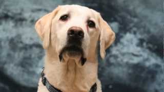 Golden Labrador Retriever Shines in the Spotlight with Talent Hounds