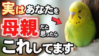 保存版】セキセイインコとコザクラインが母親だと思った人にだけ見せる