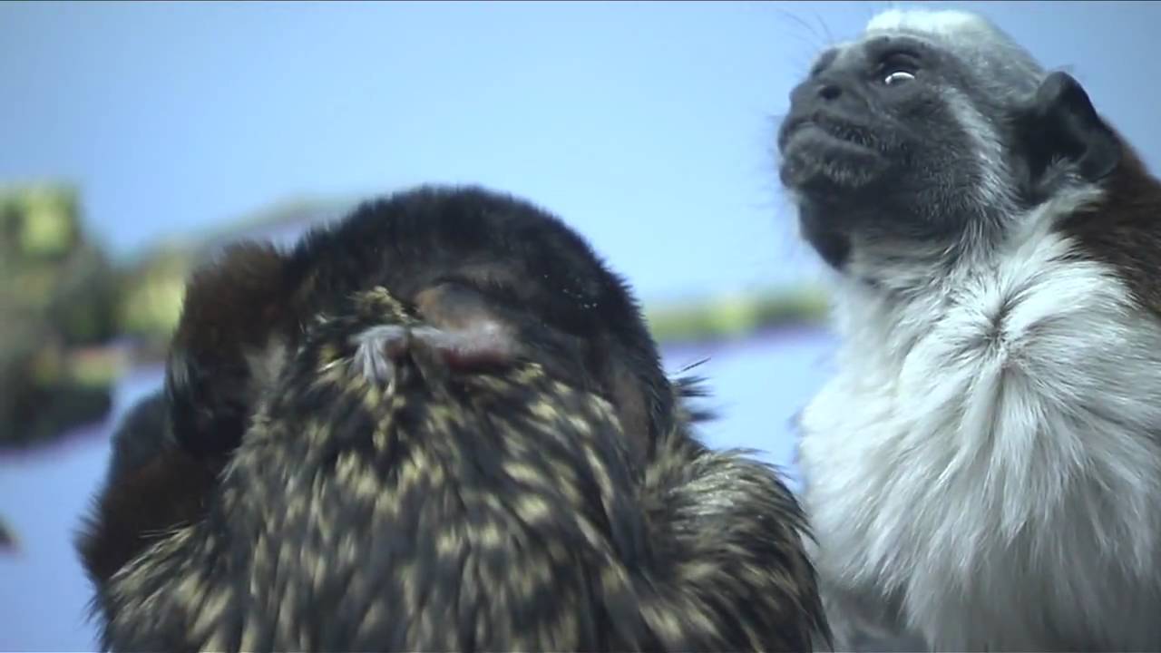 mongoose update New Tamarin Twins at the Prospect Park Zoo