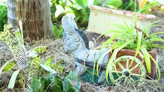 14 16 Strelow Avenue Video revised