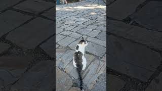 Wonderfull Pamukalle With Cut Cat