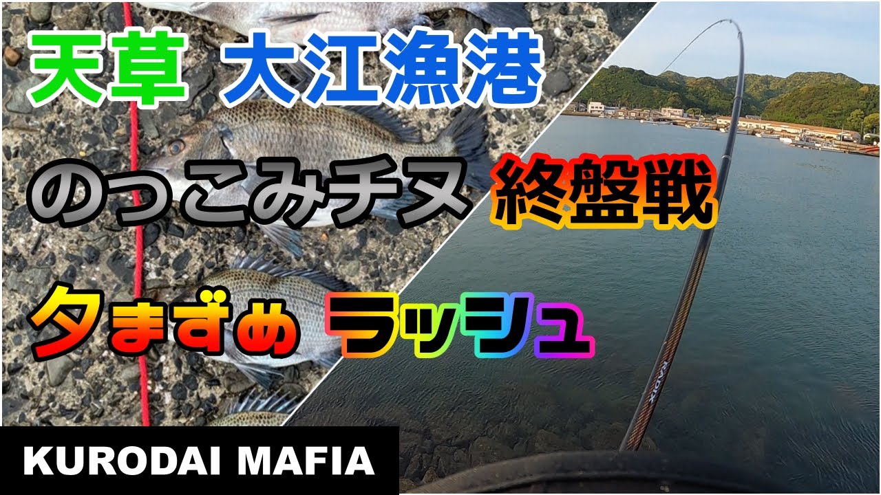 【天草】大江漁港　のっこみチヌ終盤。夕まずめラッシュを満喫してきました。