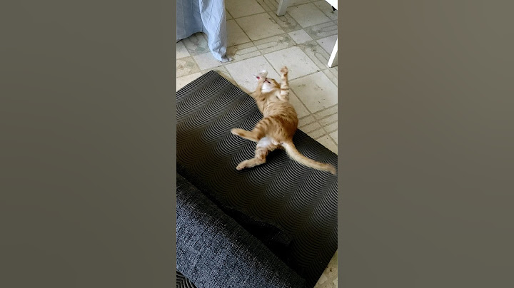 Kitten 🐾 with a mouse/Котенце с мишка
