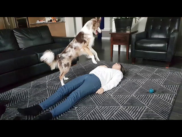 ¿Sabes cómo se hace una maniobra RPC? Este perro te lo explica