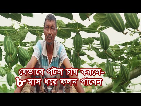 যেভাবে পটল চাষ করলে একটানা ৮ মাস ফলন পাবেন, Parbel Cultivation Method