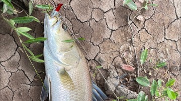 Dính cá chẽm đường đầu tiên với mồi dom 75 megabara