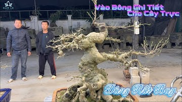 Vào Bông Chi Tiết Cho Cây Trực | Tác Phẩm Đã Qua Tay Nam Lê Bonsai Một Lần – Hoàn Thiện Mới Nhất