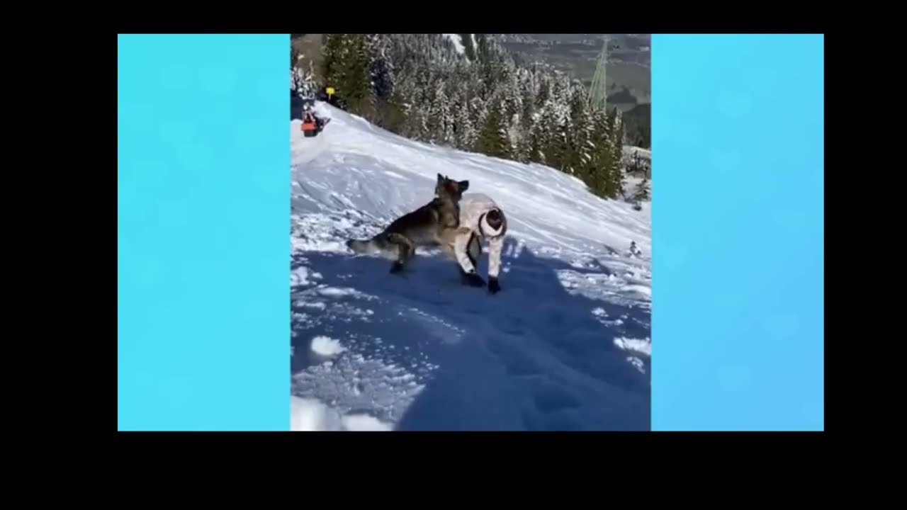 Dog Doing Some Weird !!🐶☀️  