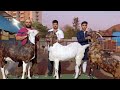 Khassi bakre 120 kg tak available at pansare goat farm pune maharashtra