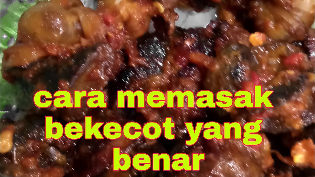 CARA MEMASAK BEKICOT YANG BENAR 