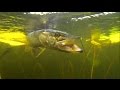 Pike fishing w lures: Salmo popper & DUO top water crank. Рыбалка: щука на поппер и крэнк.