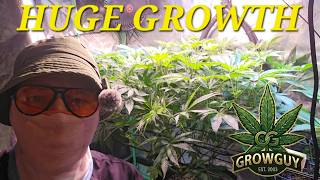 WEEK 2 FLOWER: Indoor Cannabis Update