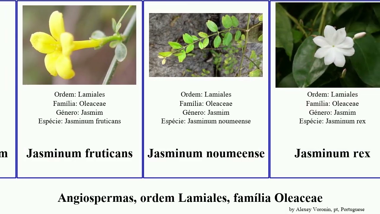 Angiospermas, ordem Lamiales, família Oleaceae jasminum syringa rex angiosperms capensis pubescens