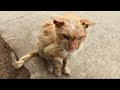 An Old Cat Fighting For His Life on The Streets. And No One Cares For Him. Episode 1