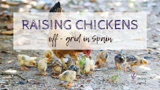 Raising chickens off- grid in Spain